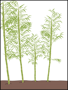 bamboo multiplication chart